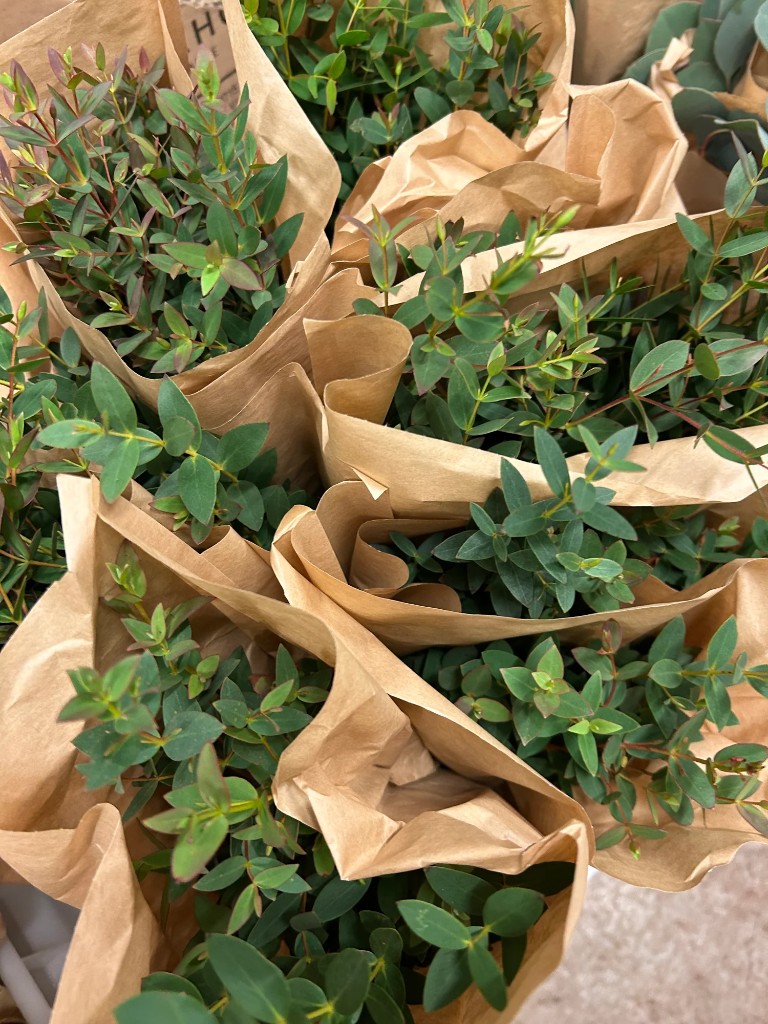 Eucalyptus búnt